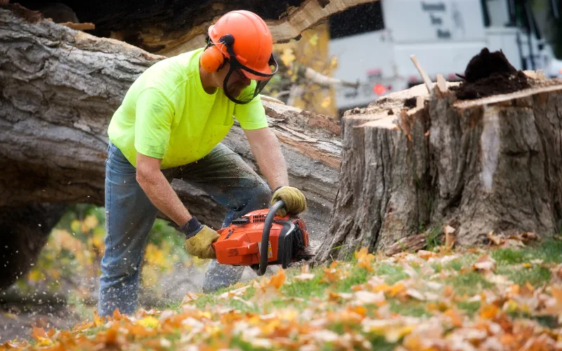 Arborist using a chainsaw to cut a tree stump in Erie, PA, demonstrating efficient stump removal.