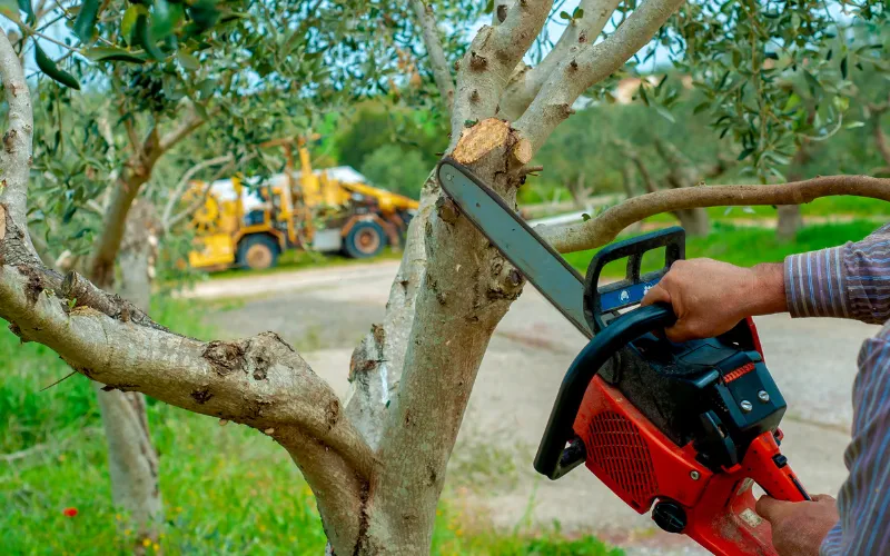 Arborist using a chainsaw to cut a tree in Idaho Falls, Idaho, demonstrating expert tree cutting services.