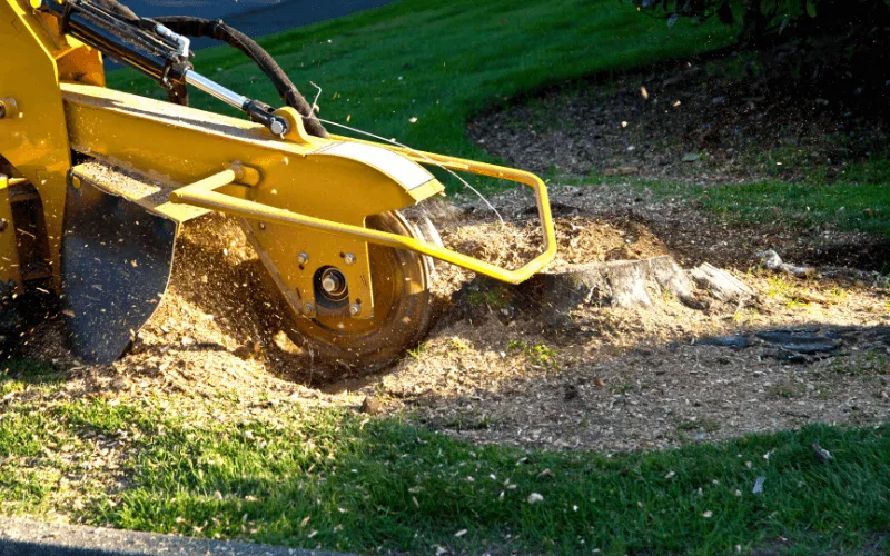 Yellow stump grinder in action removing a tree stump in Idaho Falls, Idaho.