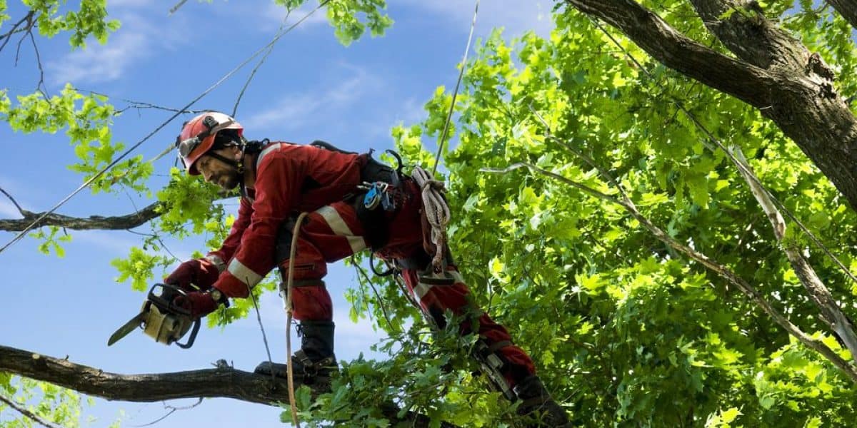 guy-in-red-climbing-tree