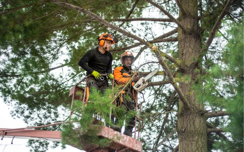 Professional tree cutting in Idaho Falls, Idaho, with an arborist evaluating the tree before making cuts.