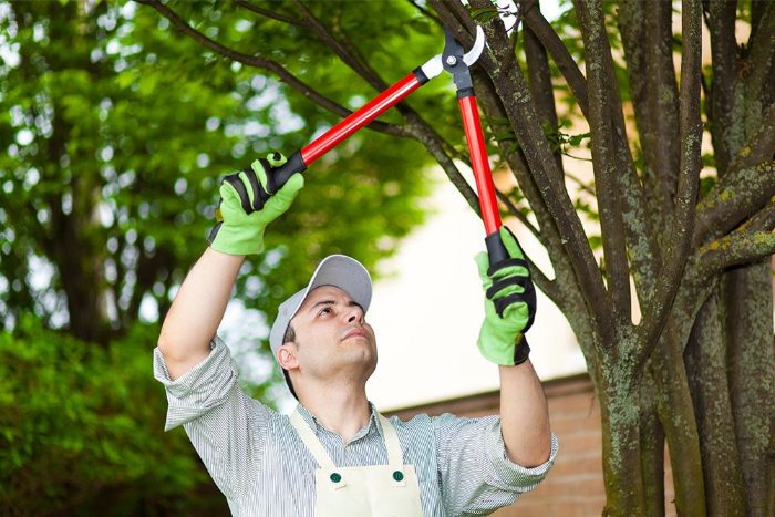 Professional tree pruning in Idaho Falls, Idaho, focusing on enhancing tree health and structure.